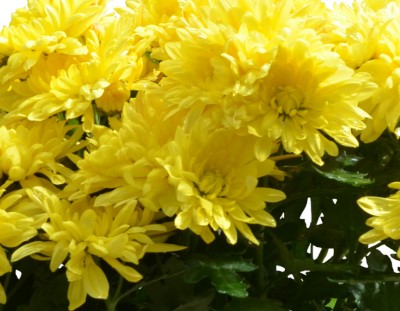 6.5" POT MUM YELLOW