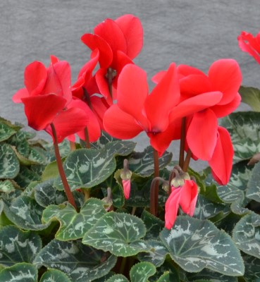 6.5" CYCLAMEN RED PC