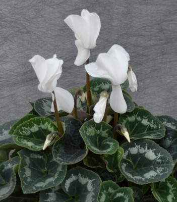 6.5" CYCLAMEN WHITE PC