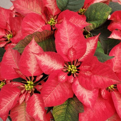 6.5" POINSETTIA PREM ICE CRST PC