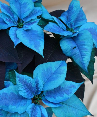 6.5" PNT POINSETTIA BLUE HOL