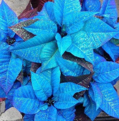 6.5" PNT POINSETTIA BLUE HOL PC