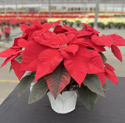 6.5" POINSETTIA RED
