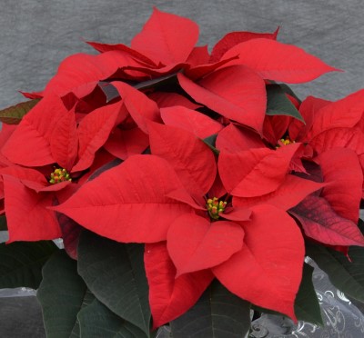 6.5" POINSETTIA RED PC
