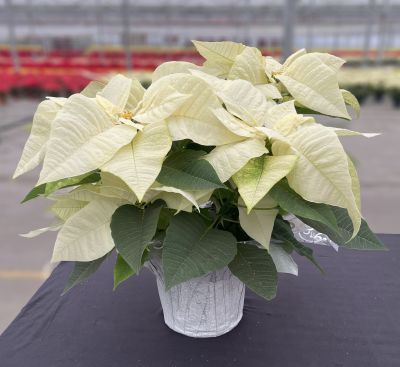 6.5" POINSETTIA WHITE
