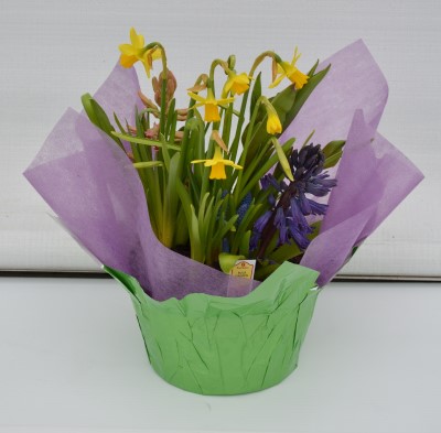 8" BULB GARDN GROW & SHOW