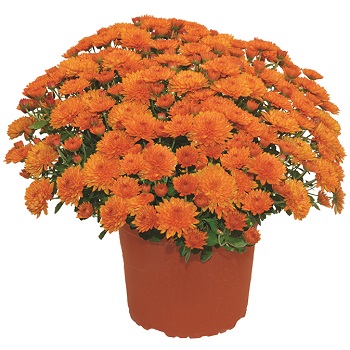 9" MUM ORANGE/BRONZE