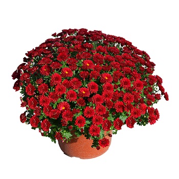 9" MUM RED
