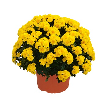 9" MUM YELLOW