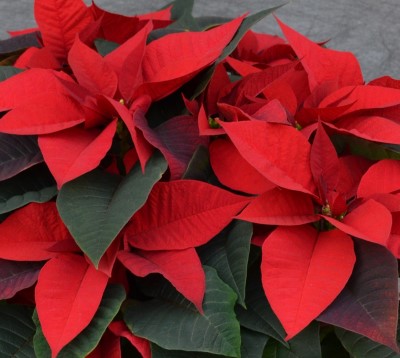 8" POINSETTIA RED PC