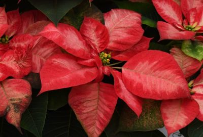 8" POINSETTIA PREM ICE CRYSTL