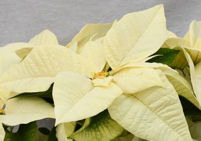8" POINSETTIA WHITE