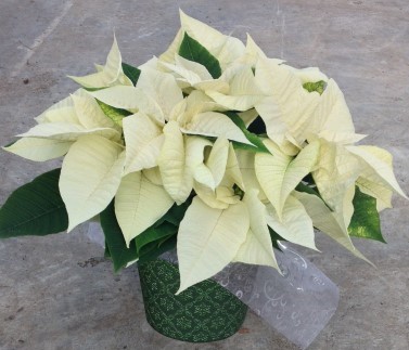 8" POINSETTIA WHITE PC