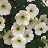4.75T/10PETUNIA SUPERCAL WHITE
