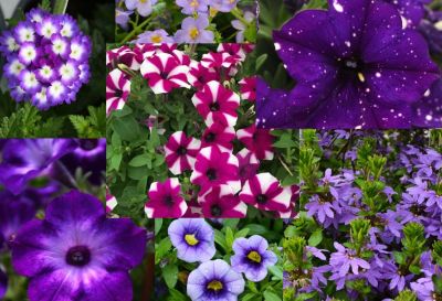 HB13"DESIGNER COMBO - BLU UR MND