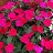 4.75T/10SUNPATIENS ROSE GLOW