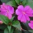 4.75T/10SUNPATIENS PURPLE