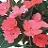 4.75T/10SUNPATIENS CORALPINK