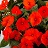 4.75T/10SUNPATIENS ELCTRC ORANGE