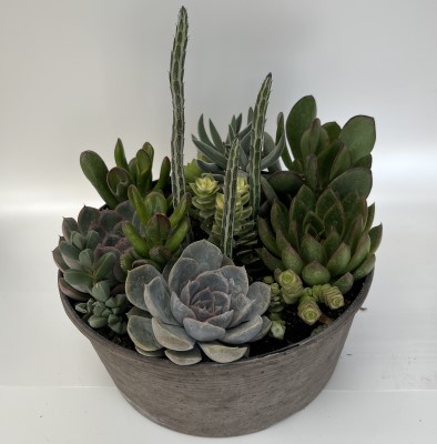 SUCCULENT BOWL 10"