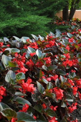 304T/12BEGONIA BIG BL RED