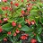 304T/12BEGONIA BIG GL RED