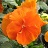 306T/18PANSY PURE ORANGE