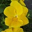 306T/18PANSY PURE YELLOW