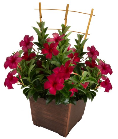 TUB10"MANDEVILLA RED