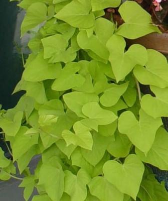 SWEETPOTATO VINE CHARTRS 4.75"