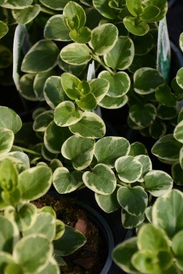 VINCA VINE VARIEGATED 4"