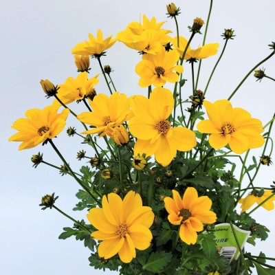 4.75" BIDEN EMPIRE-UPRGHT YLW