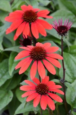 6.5" ECHINACEA PANAMA RED