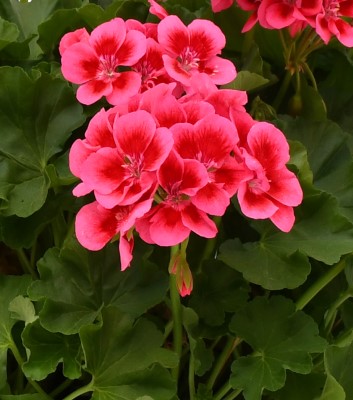 4.75" GERAN CALLIOPE ROSE MEGA