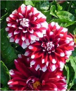 4.75" DAHLIA CRIMSON PICOTEE