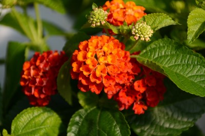 4.75" LANTANA BANDOLSTA RED CHIL