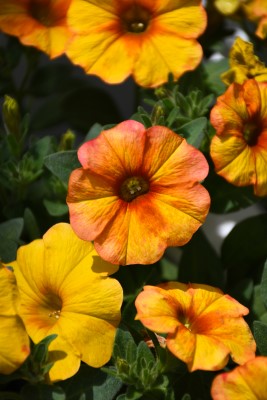 4.75" PETUNIA SUPRCAL SUNSET ORN