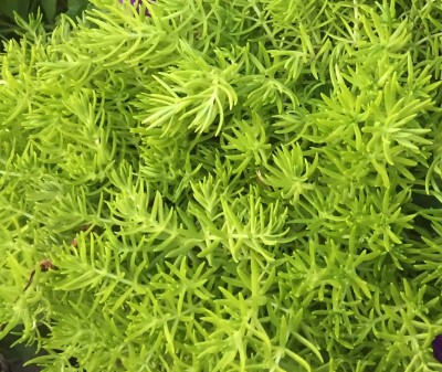 4.75" SEDUM LEMON BALL