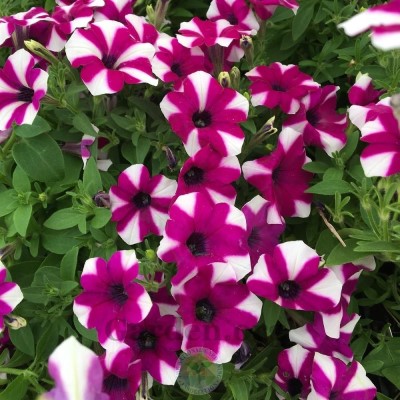 4.75" PETUNIA SHORTCAKE BLUEBERR