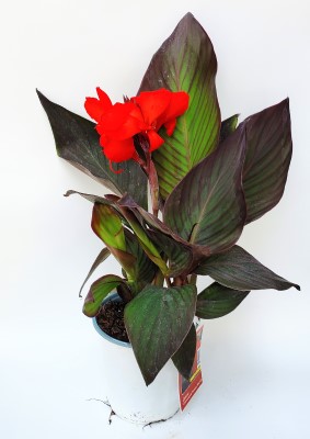 6.5" CANNALILYCANNOVA SCARLET