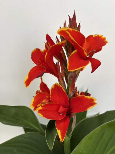 6.5" CANNALILYCANNOVA RED GOLD