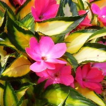 SUNPATIENS TROPICAL ROSE 4.75"