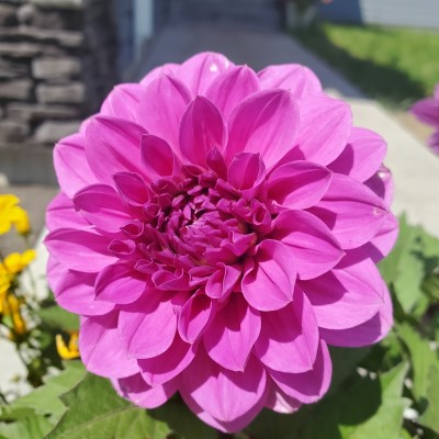6.5" DAHLIA HYPNOTICA LAVENDER