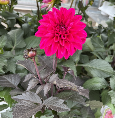 6.5" DAHLIA CITY LIGHTS NEON