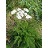 ACHIL MIL COMMON YARROW 3.5"/18T