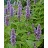 AGAST FOE LAVENDER HYSS 3.5"/18T