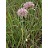 ALLIU STEL PRAIRIEONION 3.5"/18T