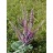 AMORP CAN LEADPLANT 3.5"/18T