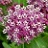 ASCLE INC SWAMPMILKWEED 3.5"/18T