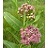 ASCLE SULPRAIRIEMILKWEED3.5"/18T